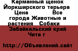 Карманный щенок Йоркширского терьера › Цена ­ 30 000 - Все города Животные и растения » Собаки   . Забайкальский край,Чита г.